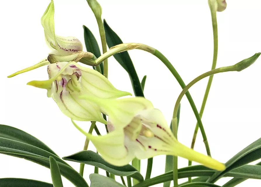 Masdevallia coriacea