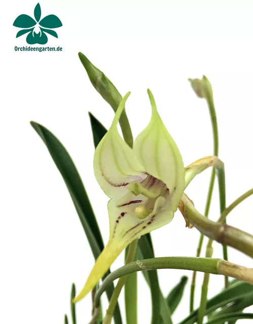 Masdevallia coriacea