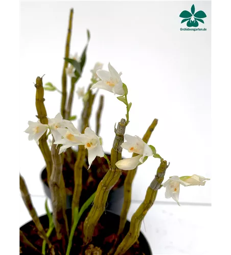 Dendrobium candidum
