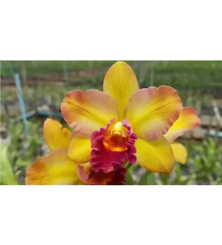 Lc. ((Fay Miyamoto x President Fortune) x (Kaui Star bright)) x Yen Surprise