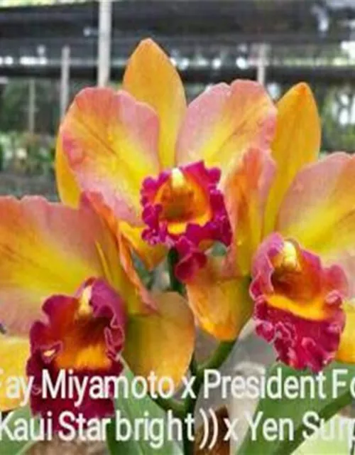 Lc. ((Fay Miyamoto x President Fortune) x (Kaui Star bright)) x Yen Surprise