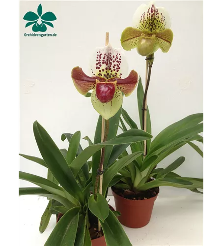 Paphiopedilum Hybride