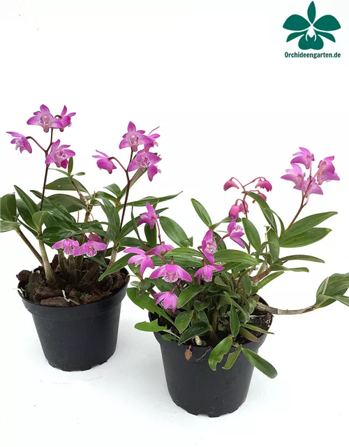 Dendrobium kingianum compactum