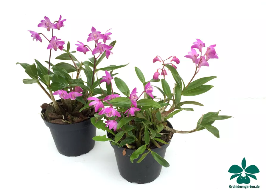 Dendrobium kingianum compactum