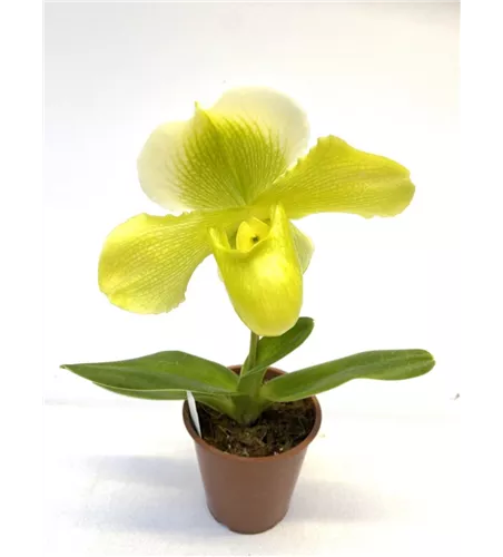 Paphiopedilum Hybride gelb-weiß
