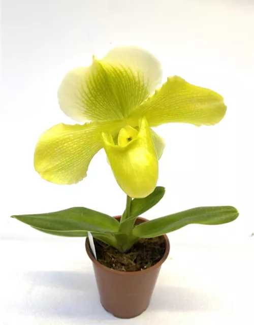 Paphiopedilum Hybride gelb-weiß