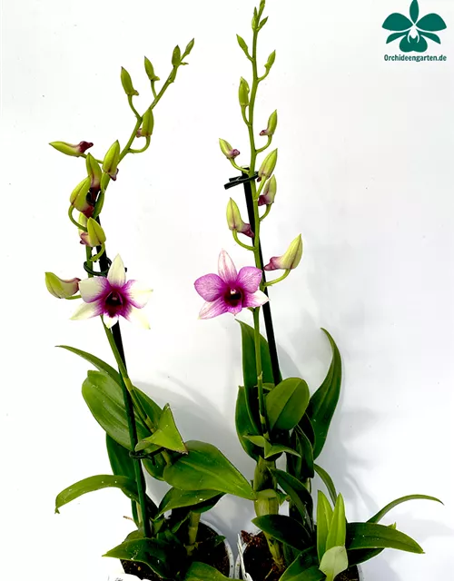 Dendrobium Polar Fire