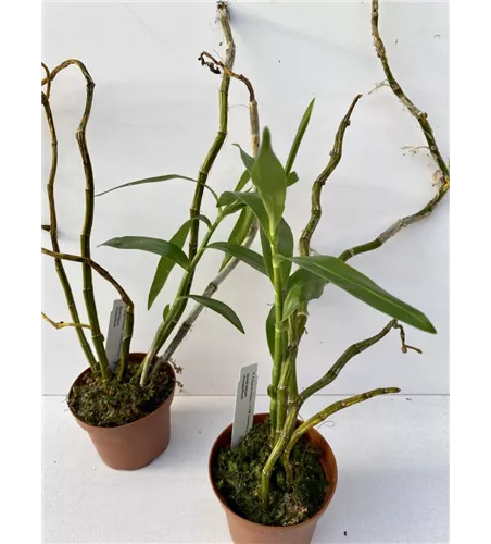 Dendrobium chrysanthemum 