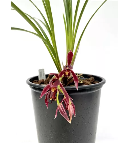 Cymbidium dayanum rot