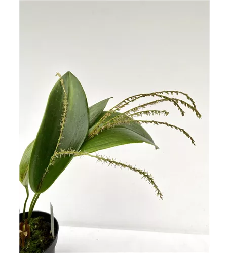 Pleurothallis gelida