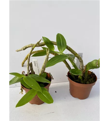 Dendrobium primulinum 