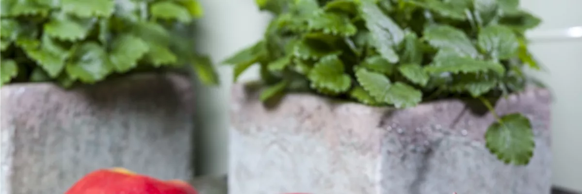 Pyrus communis 'Doyenné du Comice'