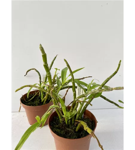 Dendrobium crepidatum 