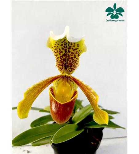 Paphiopedilum insigne