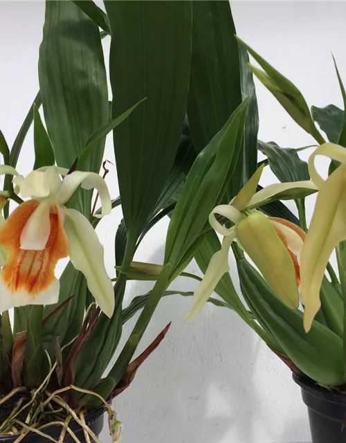 Coelogyne Orchideengarten Sabine