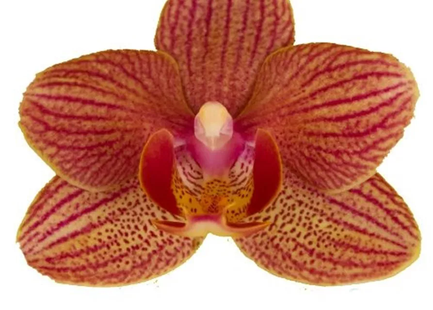 Phalaenopsis Penny Lane