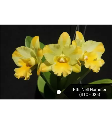 Rth. Nell Hammer 