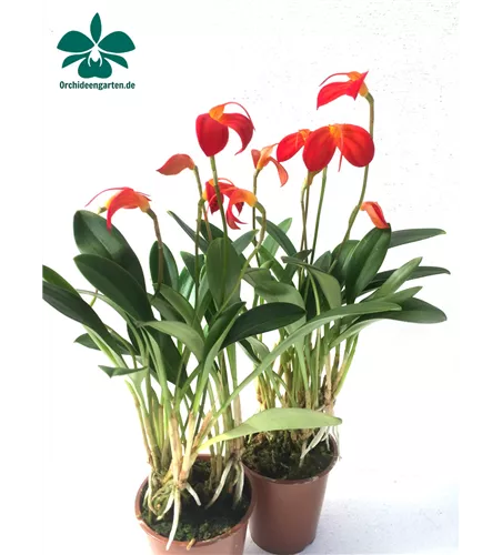 Masdevallia ignea