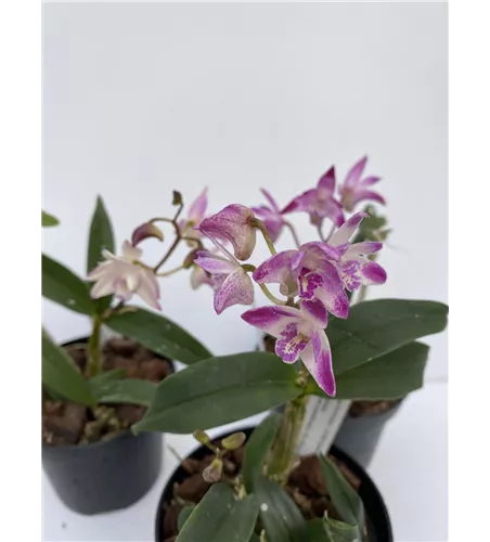Dendrobium kingianum weißrot x Dendr. Ku Ring Gai (Dendrobium Zip)