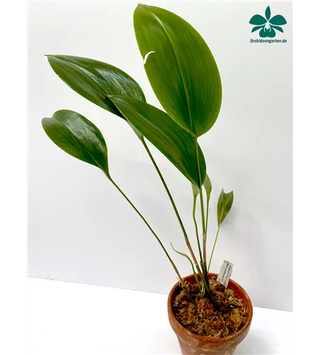 Pleurothallis species 