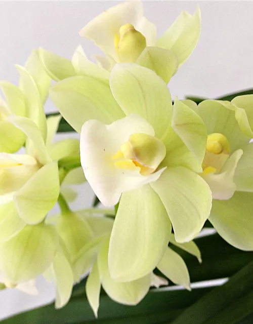 Cymbidium Pleiades weiß