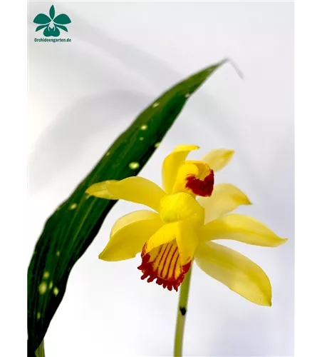 Phaius macculatus