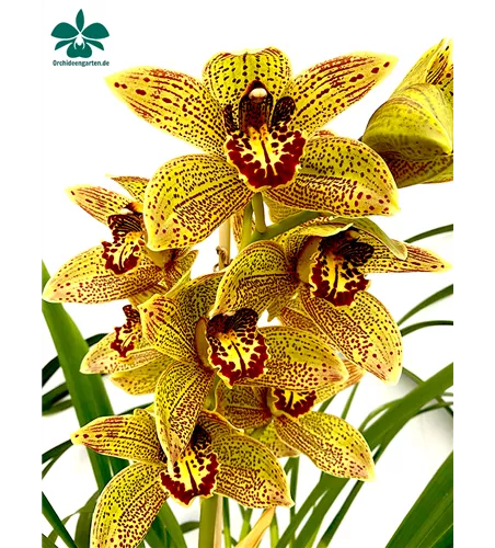 Cymbidium Disney Girl