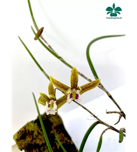 Dockrillia schoenina x Hit Cools