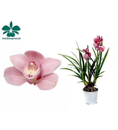 Cymbidium Simono