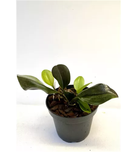 Pleurothallis species (Blatt rötlich) 