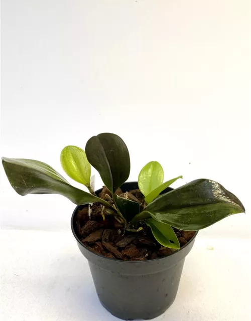 Pleurothallis species (Blatt rötlich) 