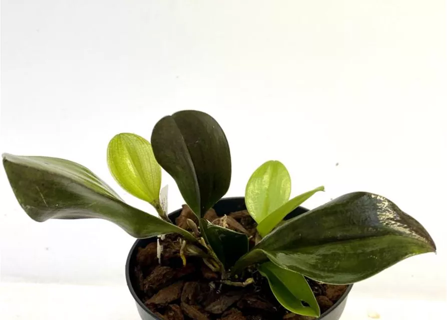 Pleurothallis species (Blatt rötlich) 