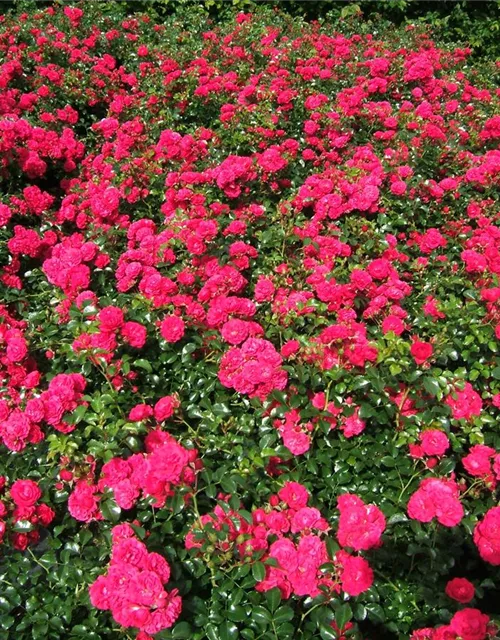 Bodendeckerrose 'Gärtnerfreude'®