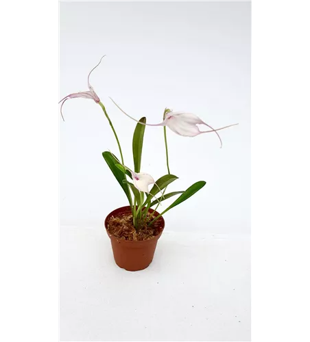 Masdevallia measuresiana