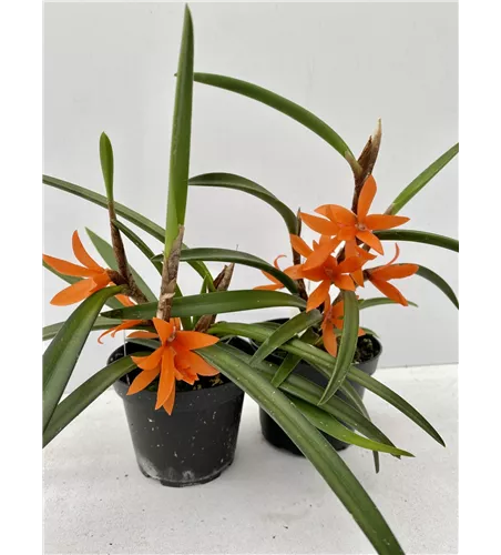 Ceratostylis rubra