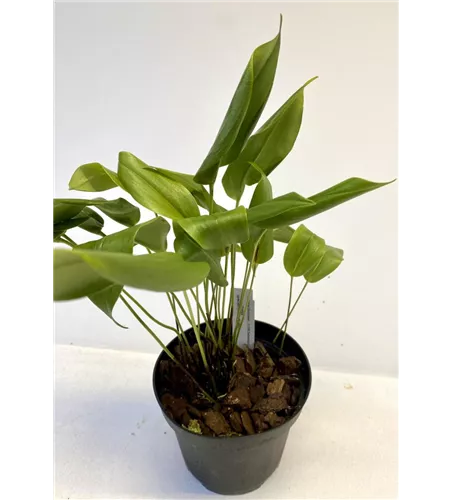 Pleurothallis species (kleine Blätter) 