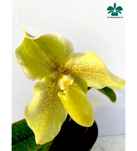 Paphiopedilum malipoense Hybride