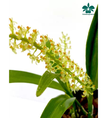 Liparis condilobulbon