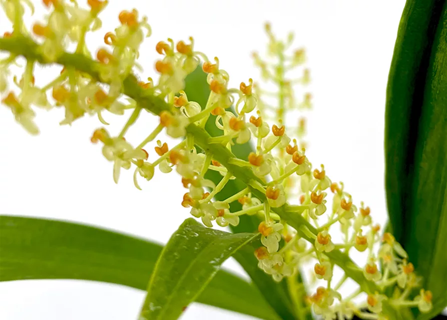 Liparis condilobulbon