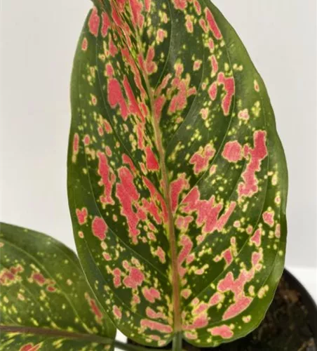 Aglaonema Venus