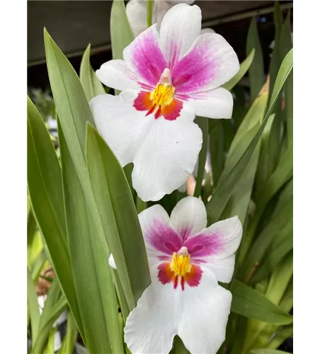 Miltoniopsis Hybride im Farbmix 