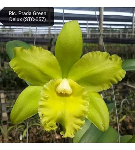 Rlc. Prada Green Deluxe