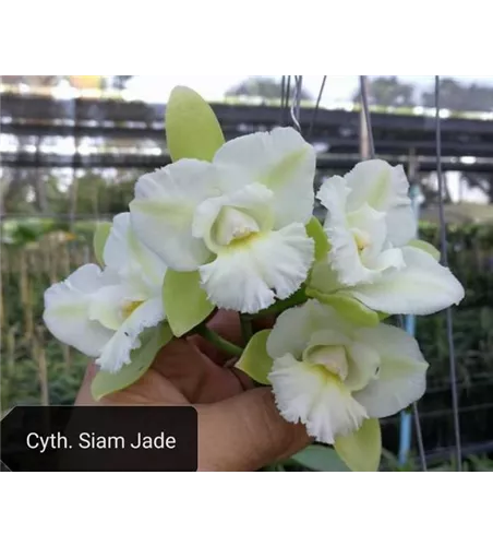 Cyth. Siam Jade