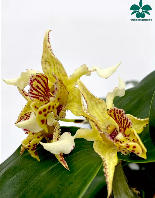 Dendrobium Stubbly Dinosaur