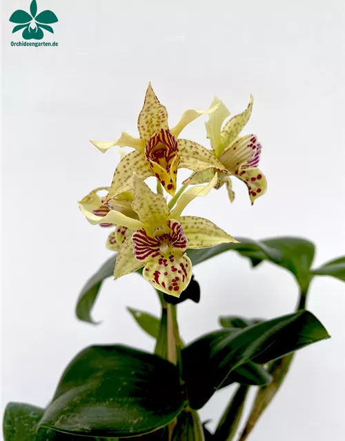 Dendrobium Stubbly Dinosaur