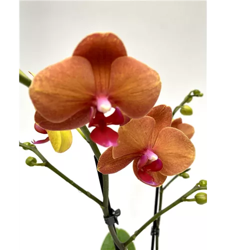 Phalaenopsis Surfsong