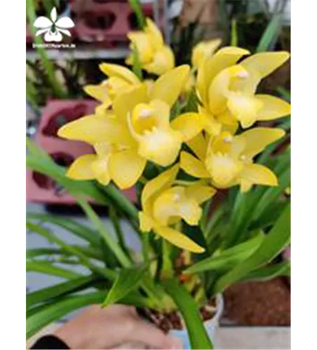 Cymbidium Enzan Delight 'Flourish‘