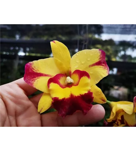 Rlc. Shan Ding Beauty