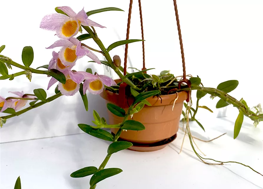 Dendrobium loddigesii