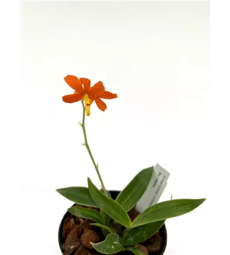 Encyclia vitellina 